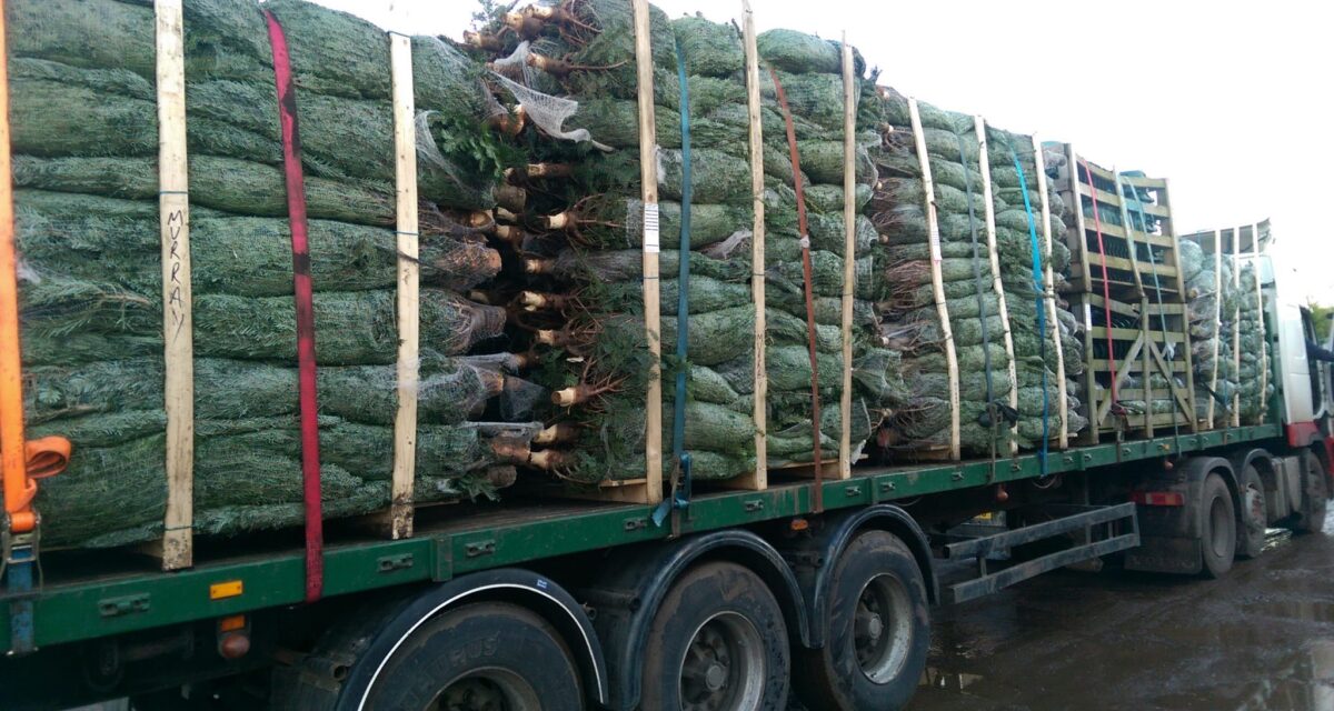 Christmas Trees For Delivery