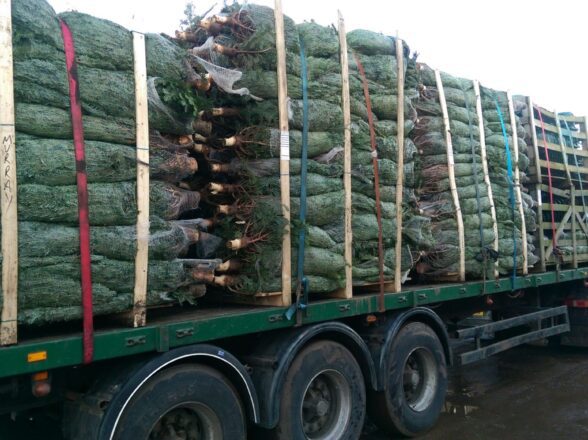 Christmas Trees For Delivery